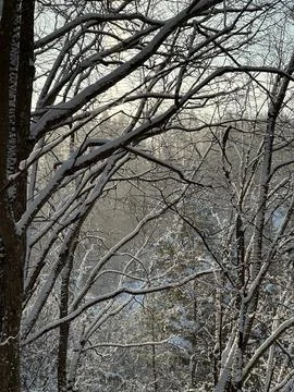 Snow Covered Tree Branches in Winter Forest with Soft Light Stock Photos