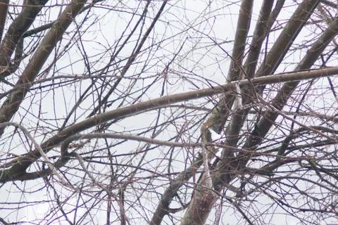 Snow-covered tree branches. winter snow Fotos Stock