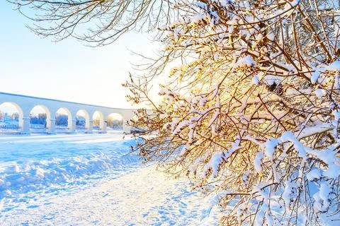 Snow-covered tree branches in a winter forest and holiday glare from garlan.. Foto stock