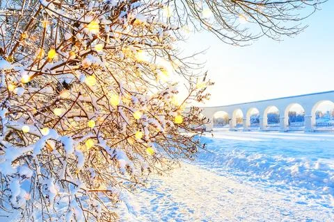 Snow-covered tree branches in a winter forest and holiday glare from garlan.. Foto stock