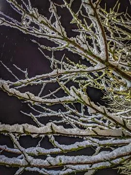 Snow-Covered Tree Branches in Winter Night Stock Photos