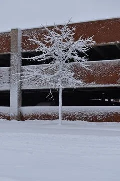 Snow covered tree brick background Stock Photos