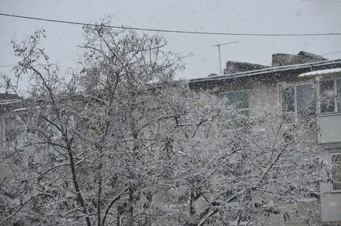 A snow-covered tree with a building in the background.  Foto stock