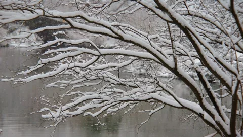 Snow-covered tree in Central Park during snowfall, possibly a birch or beech tre Stock Footage 309303656