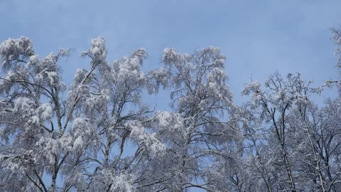 Snow-covered Tree Crowns Sway in the Wind Stock Footage 263108593