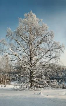 Snow-covered tree in deep snow with hoary forest behind Stock Photos