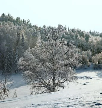 Snow-covered tree in deep snow with hoary forest behind Stock Photos