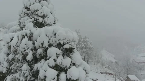 Snow covered tree from drone Stock Footage 161337948