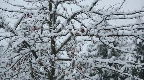 Snow covered tree during storm Stock Footage 22247071