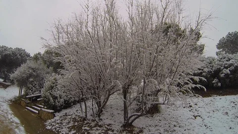 An snow covered tree Stock Footage 103474331
