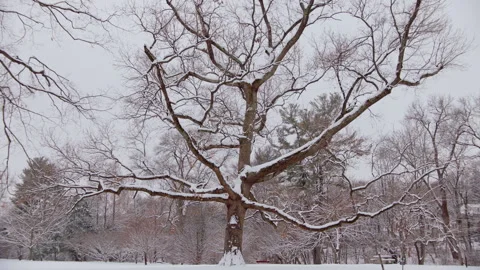 A snow covered tree Stock Footage 303519484