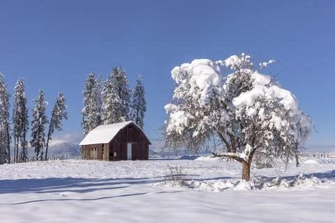 Snow covered tree in foreground. Stock Photos