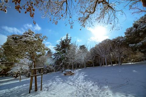 Snow covered tree in the forest at winter Stock Photos
