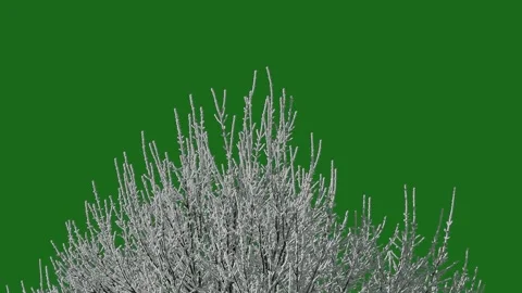 Snow covered tree on green screen Stock Footage 310540596