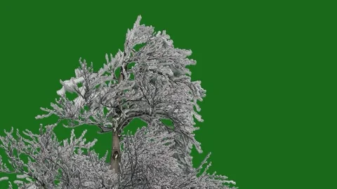 Snow covered tree on green screen Stock Footage 310542172