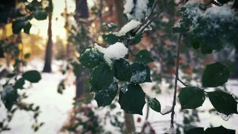 Snow covered tree limb in the forest Stock Footage 83325312