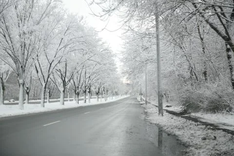 Snow covered tree lined street Stock Photos