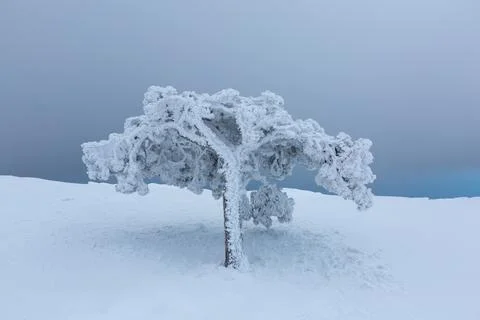 Snow-Covered Tree in a Misty Winter Mountain Landscape 스톡 사진