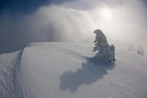 Snow Covered Tree on a Misty Winter Mountain 스톡 사진