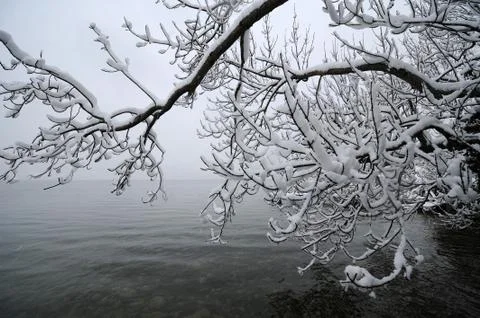 Snow-covered tree over water Stock Photos