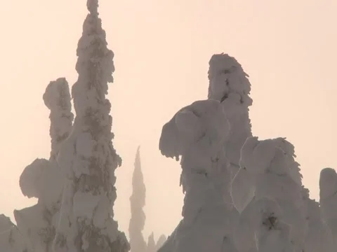 Snow covered tree pan Stock Footage 6710545