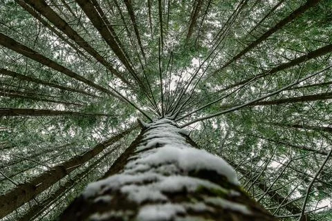Snow covered tree perspective impressive view looking up as a symbol for a 库存照片