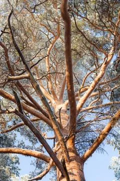 Snow covered tree perspective view looking up Stock Photos