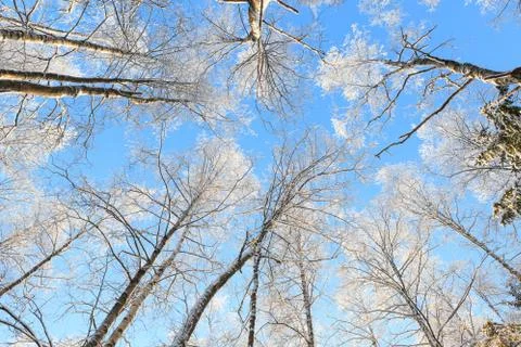 Snow covered tree perspective view looking up Stock Photos