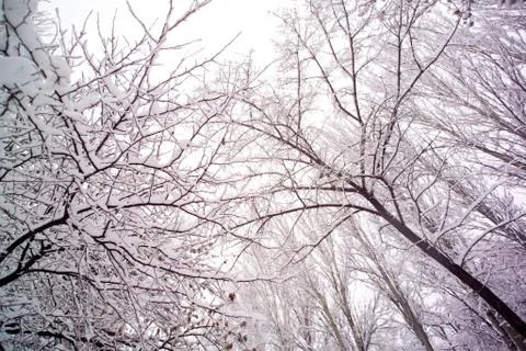 Snow covered tree Stock Photos