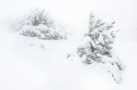 Snow covered tree Stock Photos