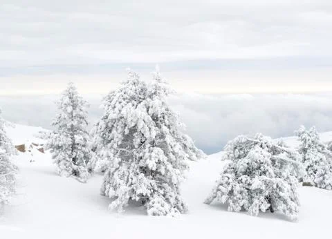 Snow covered tree Stock Photos