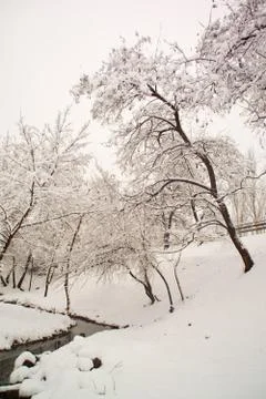 Snow covered tree Stock Photos