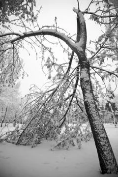 Snow covered tree Stock Photos