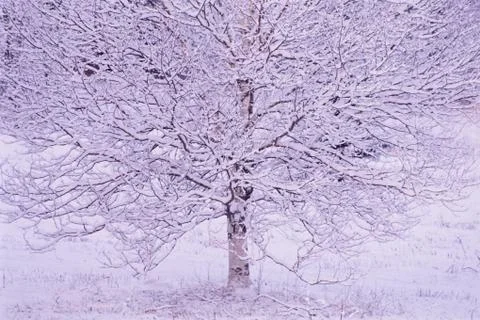 Snow Covered Tree Stock Photos