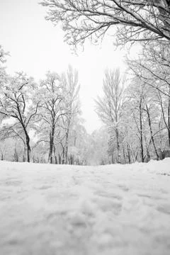 Snow covered tree Stock Photos