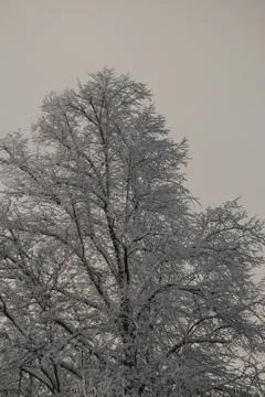 Snow covered tree Stock Photos
