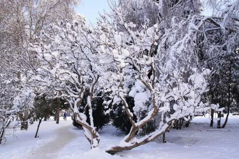 Snow-covered tree. Stock Photos