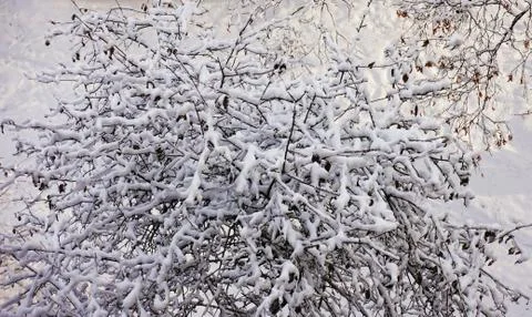 Snow covered tree Фото