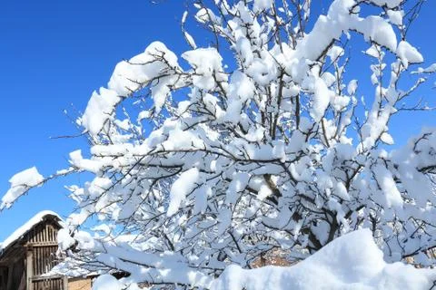 Snow covered tree Photos