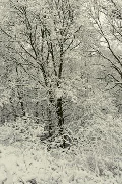 Snow covered tree Stock Photos