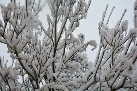 Snow-covered tree Stock Photos
