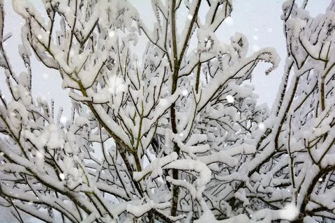Snow-covered tree Stock Photos