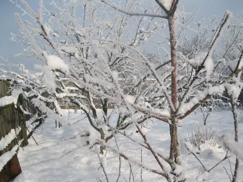 Snow covered tree Stock Photos