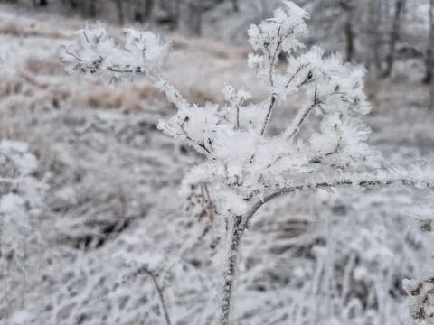 Snow covered tree Stock Photos