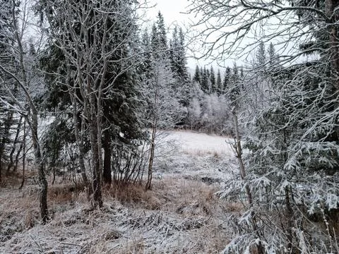 Snow covered tree Foto stock
