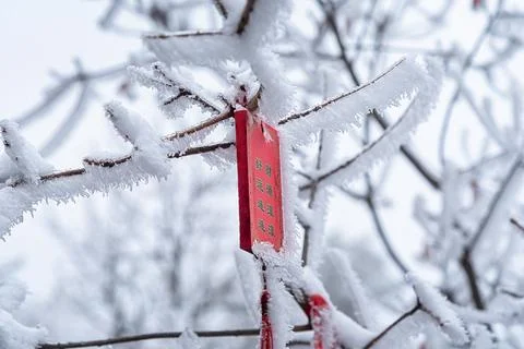 Snow covered tree Foto stock