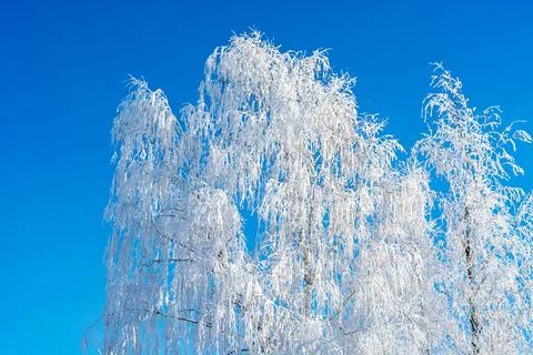 Snow covered tree. Stock Photos
