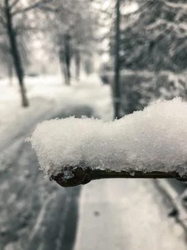 Snow covered tree Stock Photos