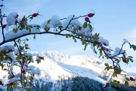 Snow covered tree Stock Photos