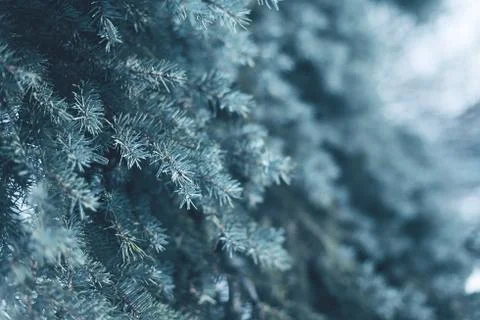 Snow-covered tree pine branch in forest closeup, frozen winter background Stock Photos
